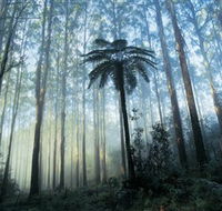 Yarra Ranges National Park - Palm Beach Accommodation