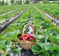 Blue Hills Berries  Cherries - Palm Beach Accommodation