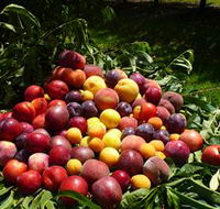 Rayner's Orchard - Palm Beach Accommodation