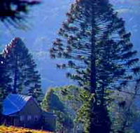 Bunya Mountains National Park - Palm Beach Accommodation