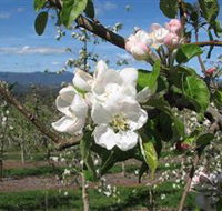 Mouat's Farm - Palm Beach Accommodation