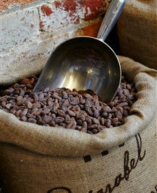 Bright Chocolate - Palm Beach Accommodation 5