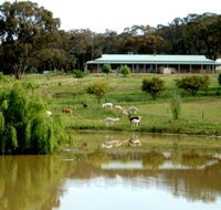 Clearview Alpacas - Palm Beach Accommodation
