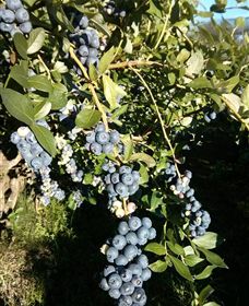 Gunnadoo Berries - Palm Beach Accommodation 2