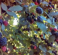 Gunnadoo Berries - Palm Beach Accommodation