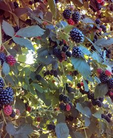 Gunnadoo Berries - Palm Beach Accommodation 0