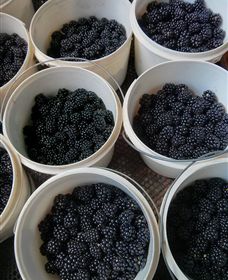 Gunnadoo Berries - Palm Beach Accommodation 3