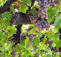  Murrumbateman Winery Company Pty Ltd  - Palm Beach Accommodation