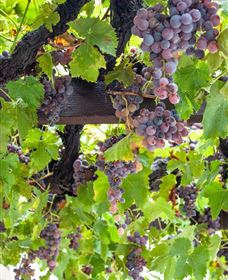  Murrumbateman Winery Company Pty Ltd  - Palm Beach Accommodation 0