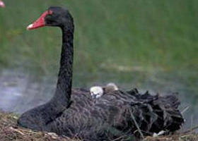 French Island Marine National Park - Palm Beach Accommodation 0