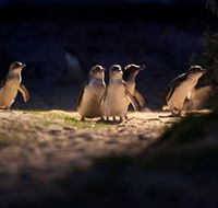 Phillip Island Nature Parks - Palm Beach Accommodation