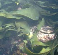 Churchill Island Marine National Park - Palm Beach Accommodation