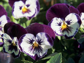 Newtown Park State Rose Garden - Palm Beach Accommodation 0