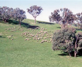 Burnelee Excursions On Horseback - Palm Beach Accommodation 2