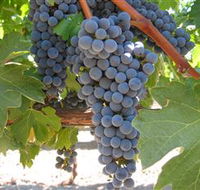 Joshuas Fault Wine - Palm Beach Accommodation