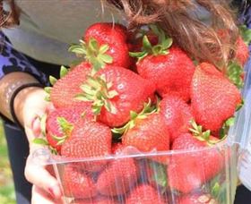 Mia Cucina Walking Food Tours - Palm Beach Accommodation 5