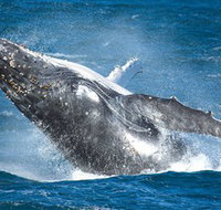 Sydney Whale Watching - Palm Beach Accommodation