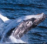 Sydney Eco Whale Watching - Palm Beach Accommodation