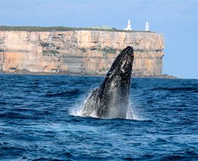 Cloud9 Tours - Palm Beach Accommodation 4