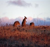 Dingo Tours - Palm Beach Accommodation