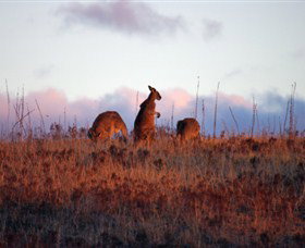 Dingo Tours - Palm Beach Accommodation 0
