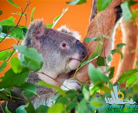 Sydney Photo Tours - Palm Beach Accommodation 2