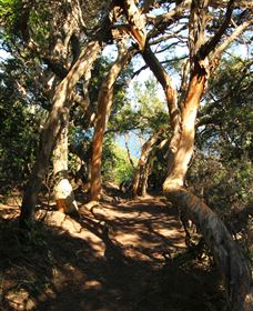 My Walking Detour - Palm Beach Accommodation 6
