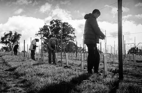 Clonakilla Wines - Palm Beach Accommodation 4