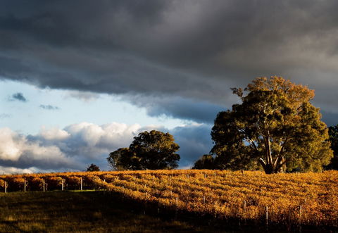 Clonakilla Wines - Palm Beach Accommodation 8