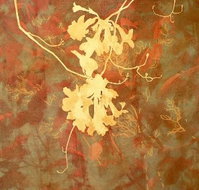 Fellia Melas Gallery - Palm Beach Accommodation