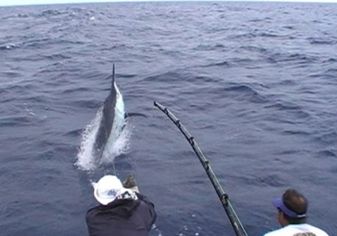 Amokura Charters - Palm Beach Accommodation 0