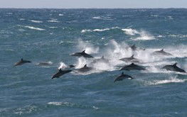 Palm Beach Accommodation