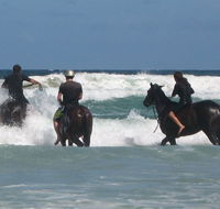Pegasus Park Equestrian Centre - Palm Beach Accommodation