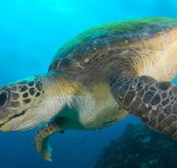 Byron Bay Dive Centre - Palm Beach Accommodation
