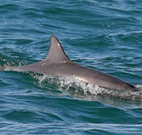 Byron Bay Dolphin Wildlife Tours - Palm Beach Accommodation
