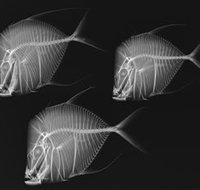 X-Ray Vision Fish Inside Out - Palm Beach Accommodation