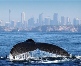 Bass & Flinders Cruises - Palm Beach Accommodation 1