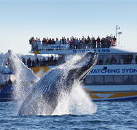 Bass  Flinders Cruises - Palm Beach Accommodation