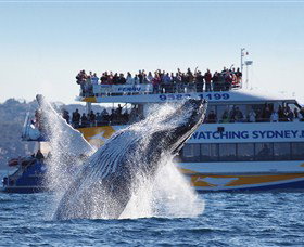 Bass & Flinders Cruises - Palm Beach Accommodation 0