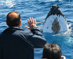 Bass & Flinders Cruises - Palm Beach Accommodation 3