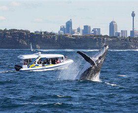 Bass & Flinders Cruises - Palm Beach Accommodation 2