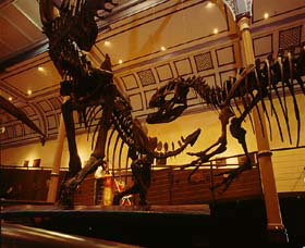 Australian Museum - Palm Beach Accommodation 1