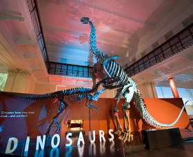Australian Museum - Palm Beach Accommodation 0