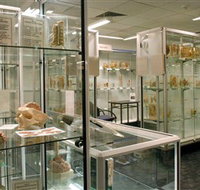 Museum of Human Disease - Palm Beach Accommodation