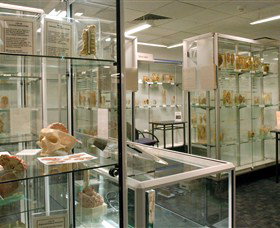 Museum Of Human Disease - Palm Beach Accommodation 0