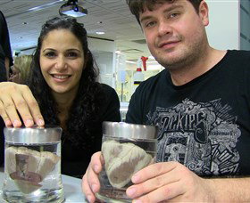 Museum Of Human Disease - Palm Beach Accommodation 1