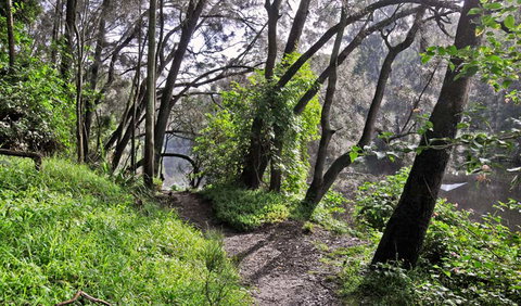 Riverside Walking Track - Palm Beach Accommodation 2