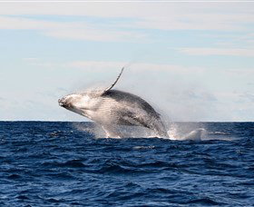 Manly Ocean Adventures - Palm Beach Accommodation 4