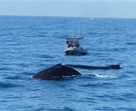 Manly Ocean Adventures - Palm Beach Accommodation 3