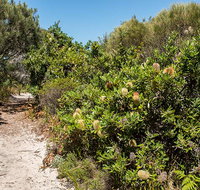 Henry Head walking track - Palm Beach Accommodation